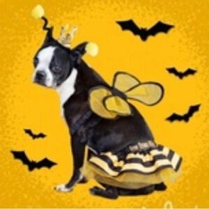 Bootique Buzzin’ Bee “Bow Down Witches” Dog Costume XS